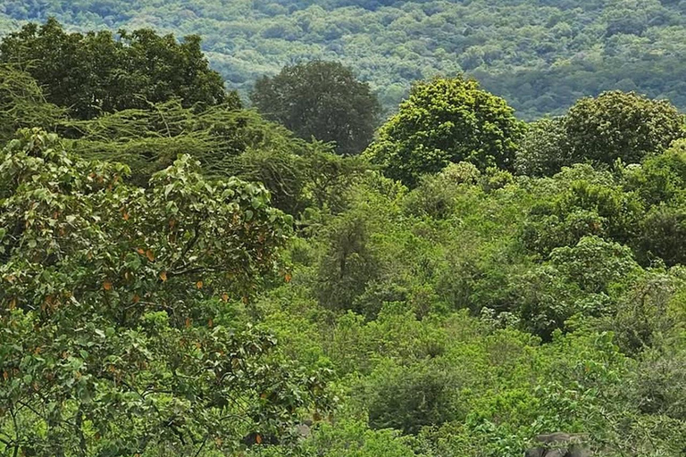 Arusha: escursione di un giorno al Parco Nazionale di Arusha con fotosafari