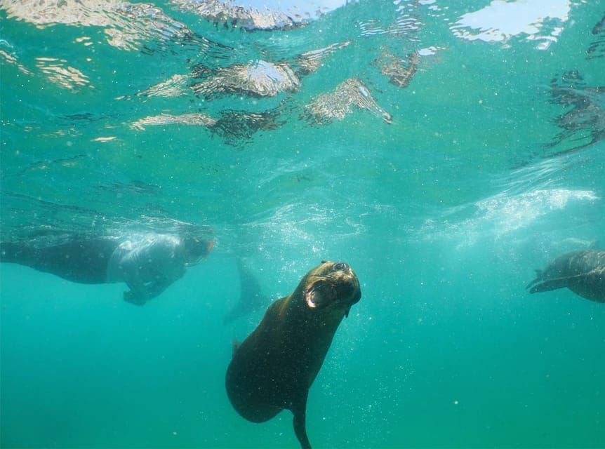 Plettenberg Bay: Swim with the Seals | GetYourGuide