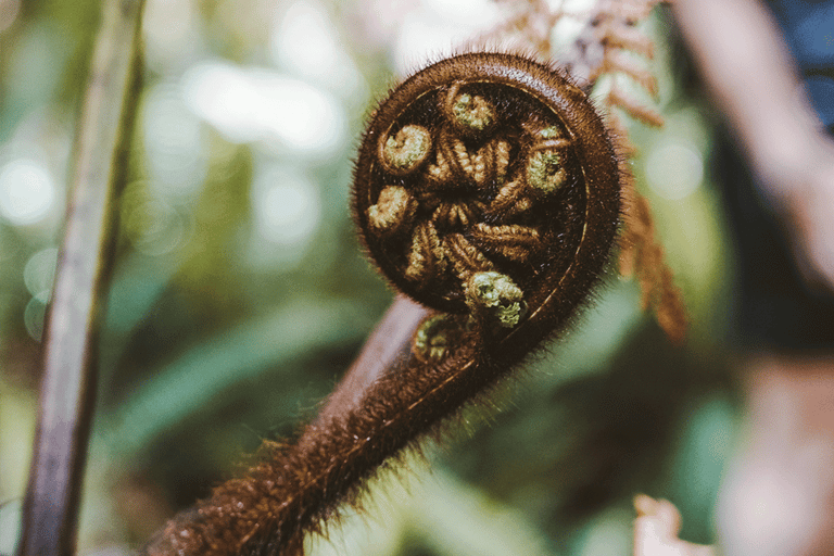 Te Anau: Jetbootfahrt &amp; geführte Wanderung auf dem Kepler Track