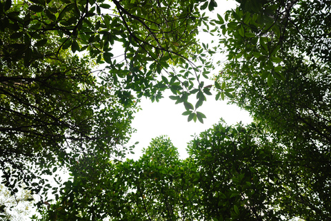 Langkawi: Kilim Geopark Mangrove Tour with Eagle Watching