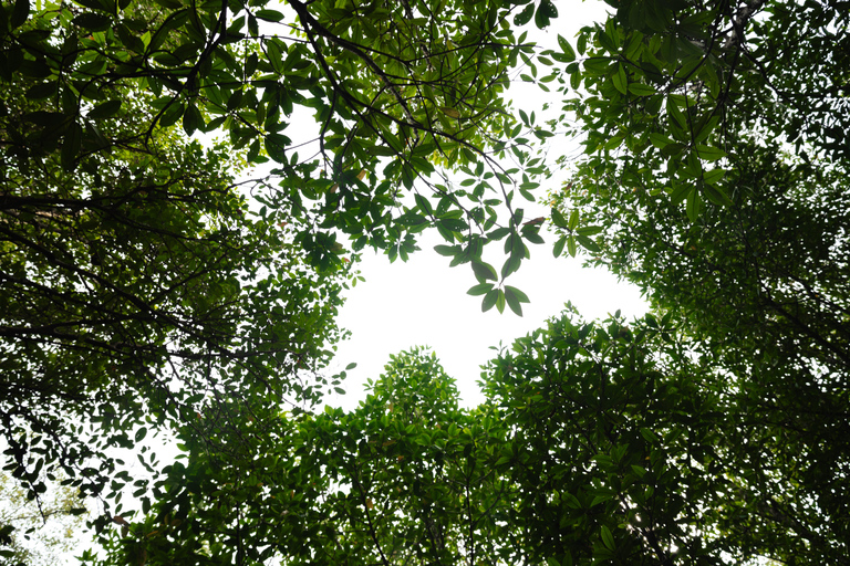 Langkawi: Kilim Geopark Mangrove Tour with Eagle Watching