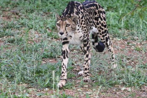 Pilanesberg National Park
