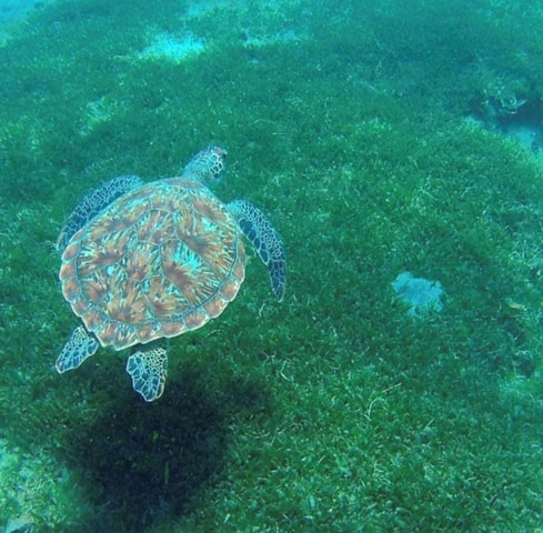 Visit Martinique Coral and Turtle Coves Cruise with Snacks in Les Trois-Îlets, Martinique