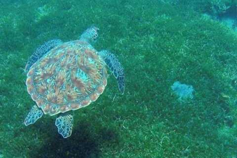 Martinique : Croisière dans les criques de corail et de tortues avec collations