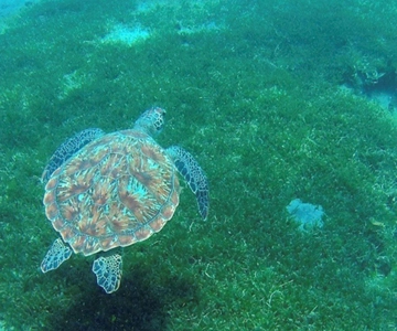 Martinique: Coral and Turtle Coves Cruise with Snacks