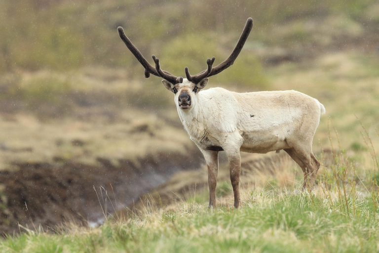 Seyðisfjörður: Puffins, Reindeer, & Waterfall Tour German Departure