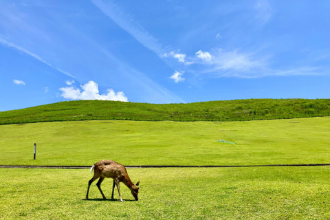 Nara: Hike Mt. Wakakusa and Encounter Wild Free-Roaming Deer