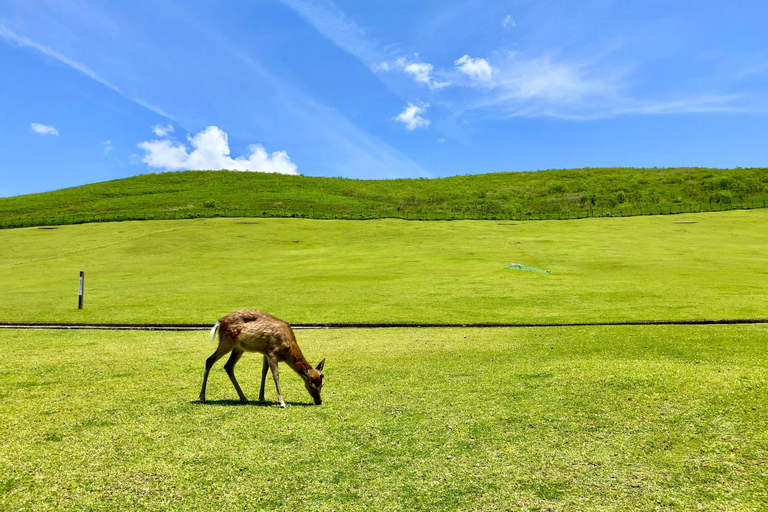 Nara: Hike Mt. Wakakusa and Encounter Wild Free-Roaming Deer