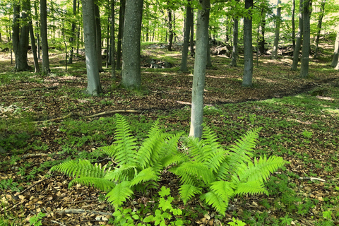 Forest Bathing in Stockholm nature with certified guide Forest bathing with tea-ceremony in mossy nature reserve