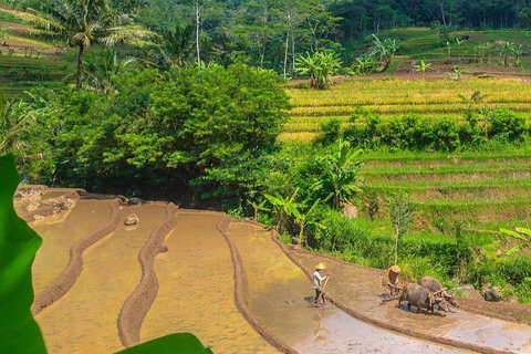 Selogriyo Temple and Java Rice Terrace Guided Trekking Tour Selogriyo Temple Java Rice Terrace Guided Trekking Tour