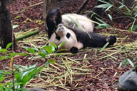 Chengdu: Dujiangyan Panda Valley Entry Ticket Dujiangyan: Panda Valley Official Entry Ticket