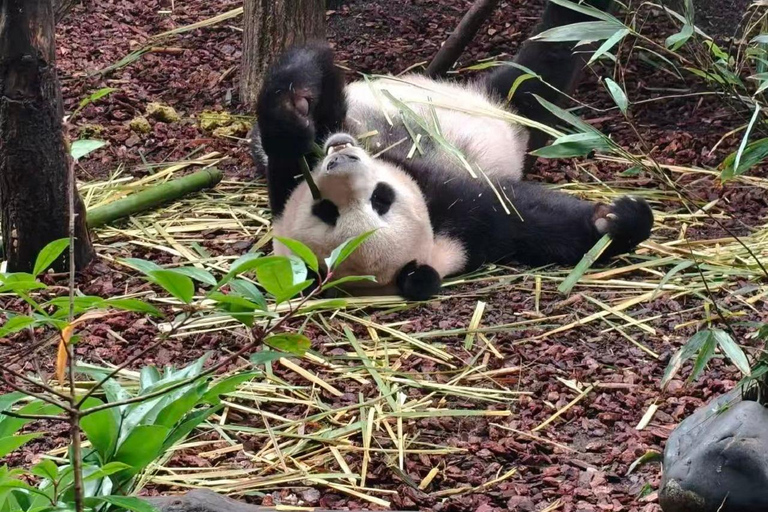 Chengdu: Dujiangyan Panda Valley Entry Ticket Dujiangyan: Panda Valley Official Entry Ticket