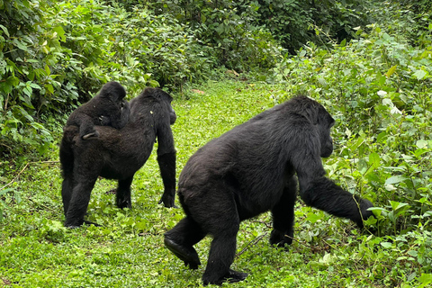 6 Tage Gorillas und Wildlife Safaris Uganda