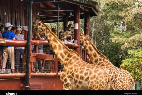 Kenia: Elefantenwaisenhaus und Giraffenzentrum