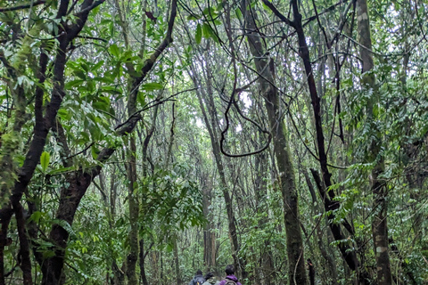 Kilimandjaro en une journée : Conquérir le Marangu (Audacieux et direct)Le Kilimandjaro en une journée : Conquérir le Marangu (Audacieux et direct)
