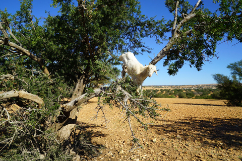 From Marrakech: Essaouira Day Trip with Beach & Medina Essaouira Small Group Day Trip