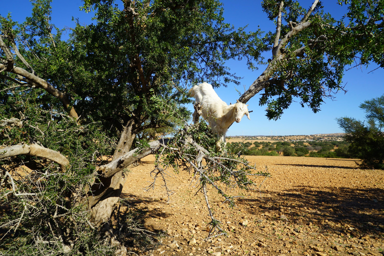 From Marrakech: Essaouira Day Trip with Beach & Medina Essaouira Small Group Day Trip