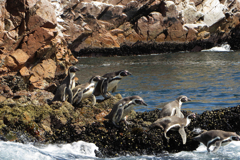 EXCURSÃO DE 1 DIA A PARACAS