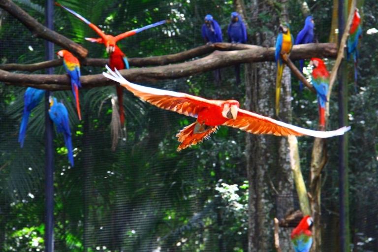 Chutes brésiliennes, parc ornithologique et barrage d'Itaipu