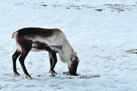Excursion Premium dans la grotte de glace bleue - soupe chaude et boisson chaude incluses.Visite guidée de la grotte de glace bleue Vatnajökull Premium