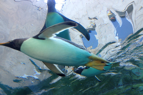 Hokkaido Asahiyama Zoo Tour met Meloen Buffet OptieSapporo Tokyu REI Hotel Vertrek No Melon Inclusief