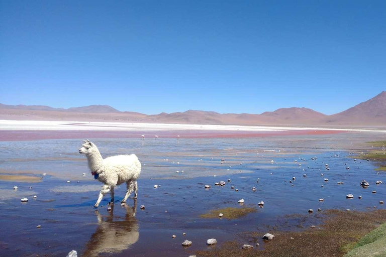 5-day tour of Uyuni and Red Lagoon with bus ride