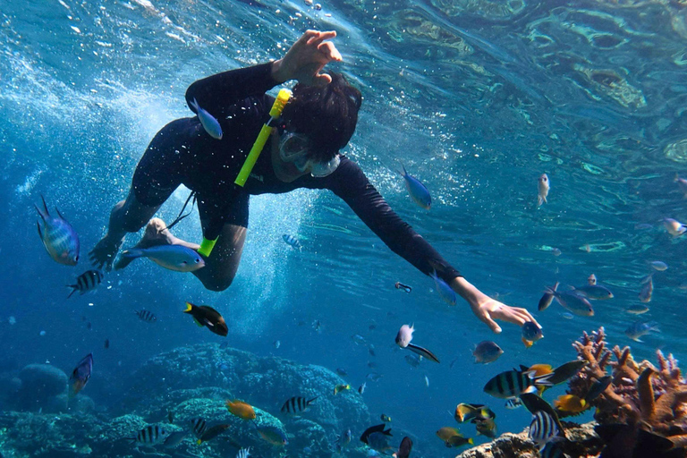 Da Nang: Cham Islands Fun Dive with Lunch and Transfers Fun Divers with Certified - two dive