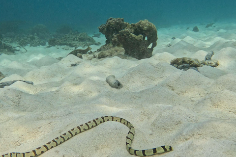 Mascate : excursion de plongée en apnée sur l&#039;île de Dimaniyat