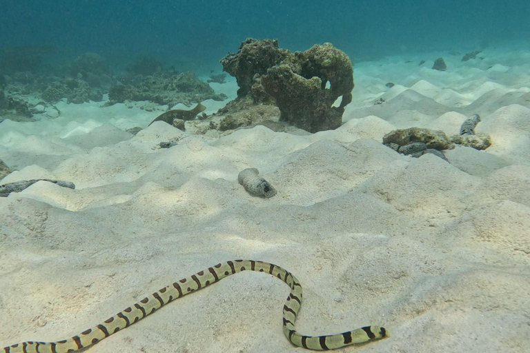 Muscat: Snorkeltur till ön Dimaniyat