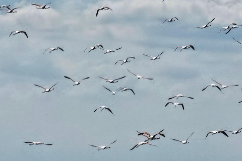 Från Durrës: Divjakë-Karavasta nationalpark dagsutflykt