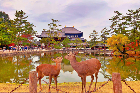 Private sightseeing tour of Nara in Spanish with pick-up from your hotel in Osaka or Kyoto 6-Hour Private Tour in Spanish