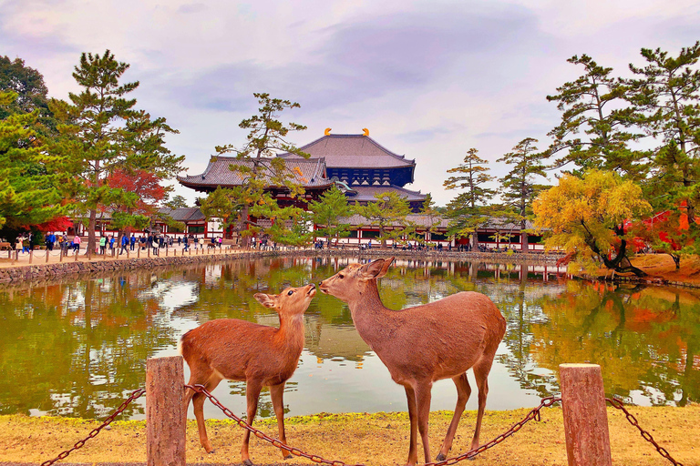 Private sightseeing tour of Nara in Spanish with pick-up from your hotel in Osaka or Kyoto 6-Hour Private Tour in Spanish