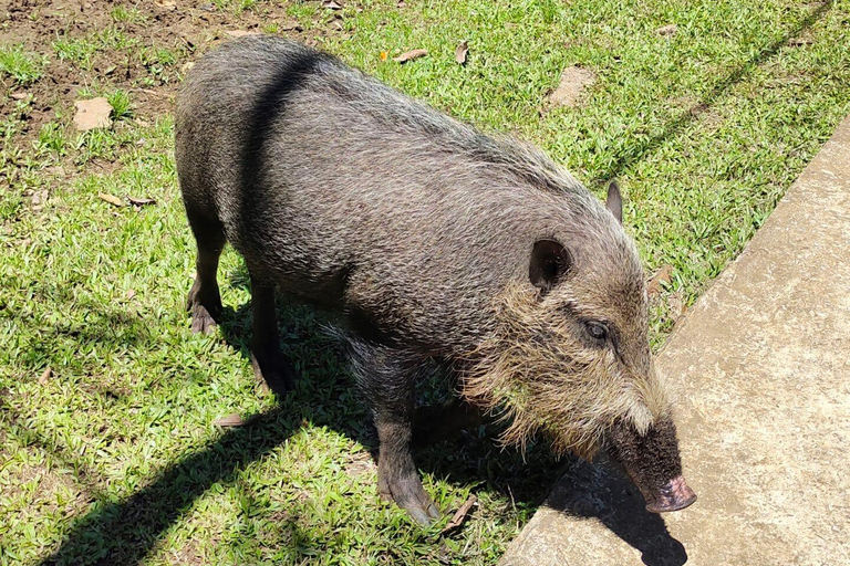 Kuching: Bako Wildlife Day Tour