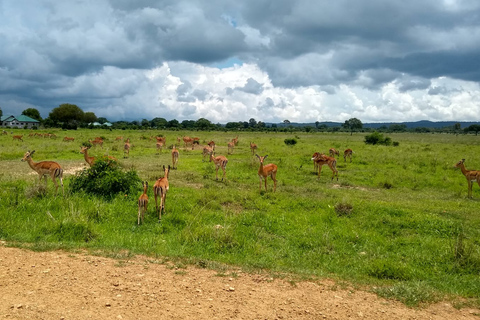 Visita de um dia ao Parque Nacional MikumiViagem diurna ao Parque Nacional Mikumi saindo de Zanzibar (voo)