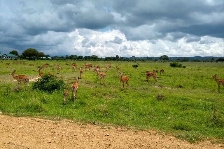 Visita de um dia ao Parque Nacional MikumiViagem diurna ao Parque Nacional Mikumi saindo de Zanzibar (voo)