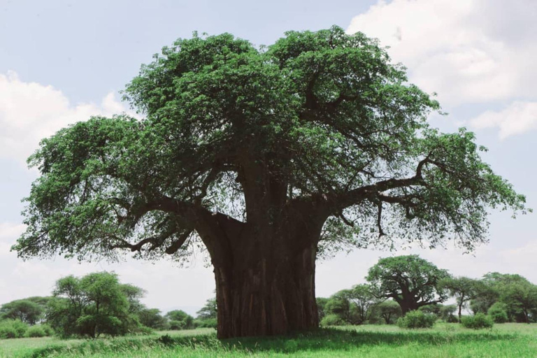 8 Days Migration Safari in Tanzania (Serengeti, Ngorongoro)