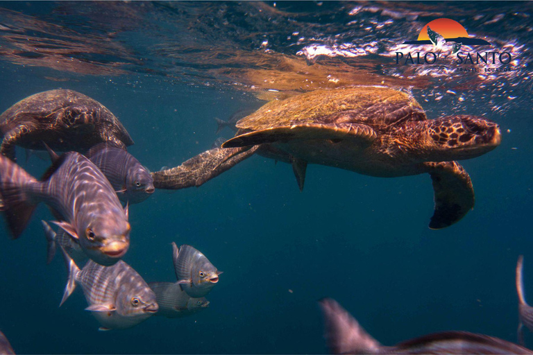 Puerto Lopez: Isla de la Plata: The Magic of the Mini Galapagos Waiting for You