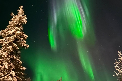 Rovaniemi: Elf's Northern Lights Sleigh Ride