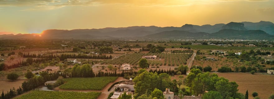 Binissalem : visite individuelle des vignobles et dégustation de vin en français