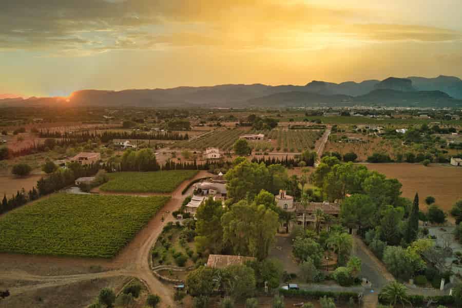 Binissalem: Individuelle Weinbergstour und Weintasting in deutscher Sprache. Foto: GetYourGuide