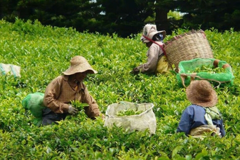 Prywatna wycieczka na południowy zachód z fabryką herbaty i degustacją herbaty