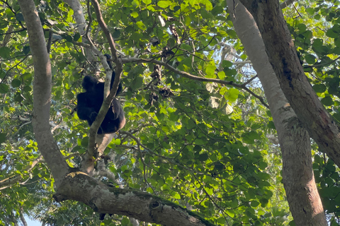 Excursion d&#039;une journée au lac Bunyonyi et dans la forêt de Kalinzu pour un trekking avec les chimpanzés