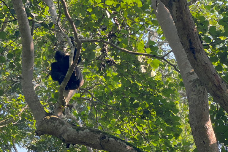 Lago Bunyonyi - Viagem de 1 dia para o trekking com chimpanzés na floresta de Kalinzu