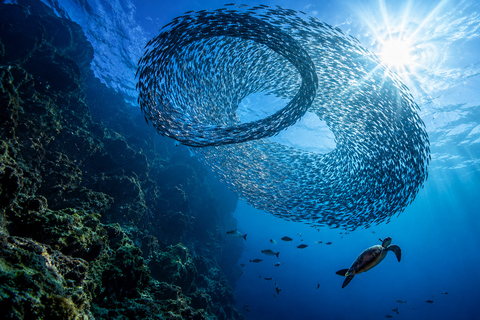 Cebu: 2-Day Wild South Odyssey – Reefs, Falls & Canyons
