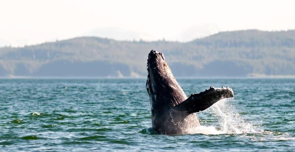 Maui: Luxury Catamaran Whale Watch & Sail