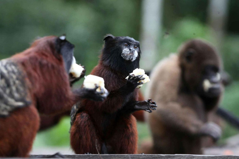 Tour particular à Ilha dos Macacos