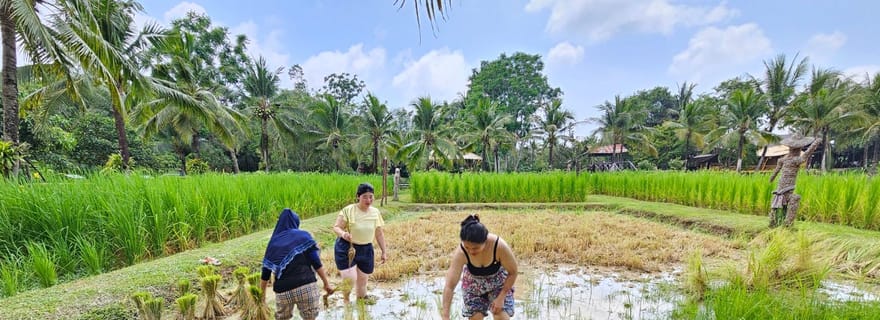 Old Phuket Farm Ticket - Campagne Vie locale Culture