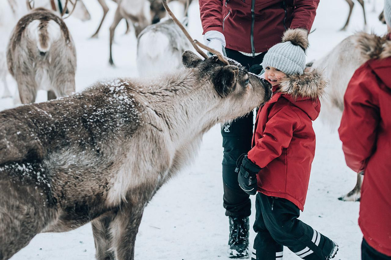 Reindeer Sleigh Ride and Farm tour to feed the reindeer