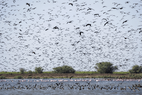 From Dakar: Saint-Louis & Djoudj Bird Sanctuary 2-Day Tour