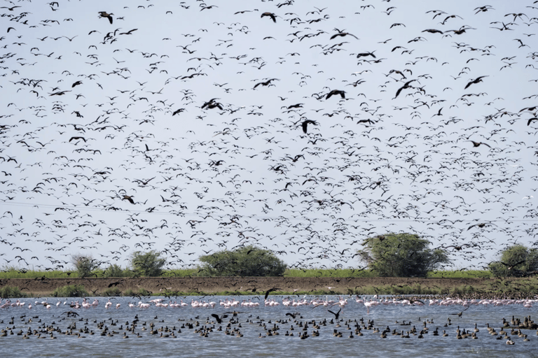 From Dakar: Saint-Louis & Djoudj Bird Sanctuary 2-Day Tour
